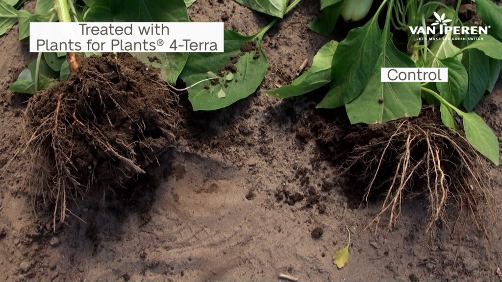 Left pepper plant treated with Plants for Plants 4-Terra compared to control plants