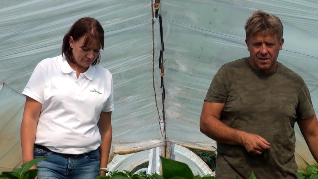 Van Iperen consultant talks to the pepper grower about the evidences of P4P 4-Terra on peppers