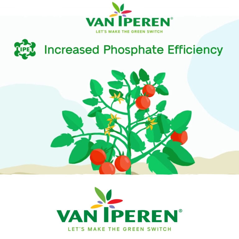 Featured image of news article 'Enhanced Crop Nutrient Utilization with IPE® Technology'