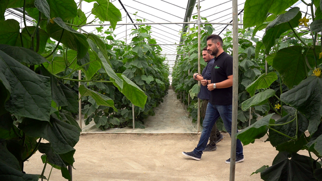 Van Iperen's Sales Manager and Syntagi Green Progress walk in the cucumber soil greenhouse