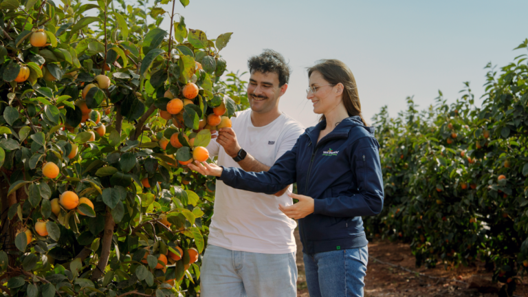 Van Iperen's Agronomist explains to grower how to increase persimmon fruit