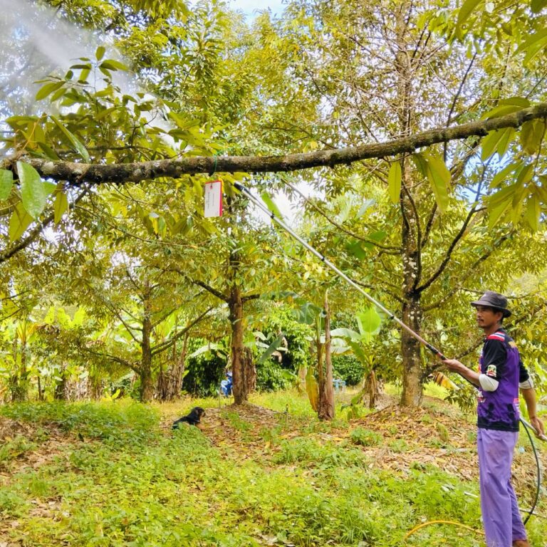 Durian grower uses Van Iperen fertilizers via foliar application