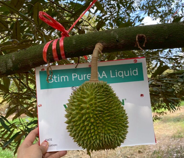 Durian fruit after being treated with Stim Pure AA Liquid