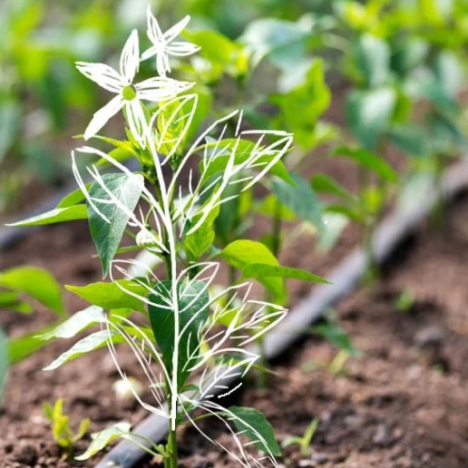 Young crop plant growing beside drip irrigation, illustrating nutrient use efficiency, healthy root-zone nutrition, and improved crop growth with efficient water and fertilizer application.