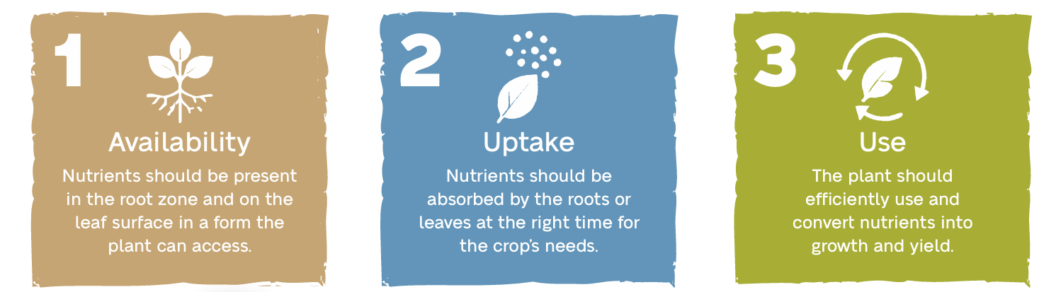 Three-step Nutrient Use Efficiency framework showing nutrient availability, uptake, and use, highlighting how crops access, absorb, and convert nutrients into growth and yield.